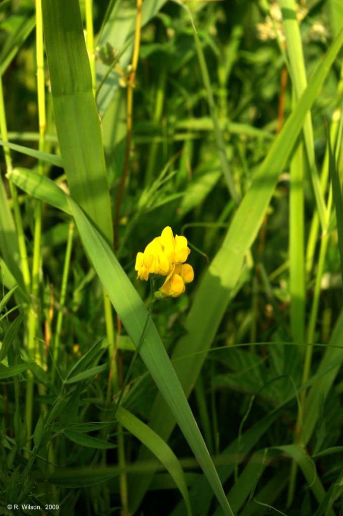 Meadow Vetchling 1